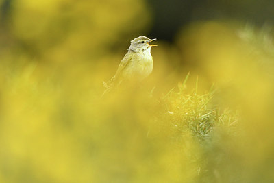 BUITEN BEELD Foto: 292851