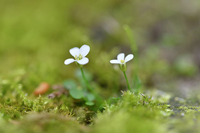 BUITEN BEELD Foto: 292852