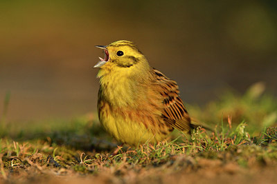 BUITEN BEELD Foto: 292855