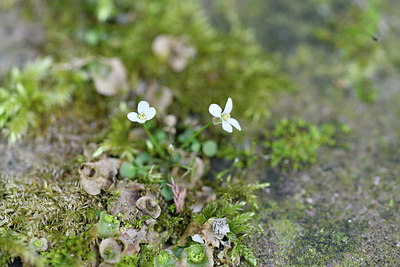 BUITEN BEELD Foto: 292858