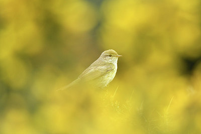 BUITEN BEELD Foto: 292862