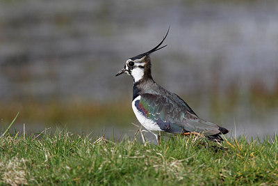 BUITEN BEELD Foto: 292868