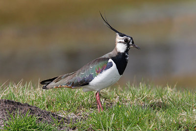 BUITEN BEELD Foto: 292869