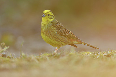 BUITEN BEELD Foto: 292875