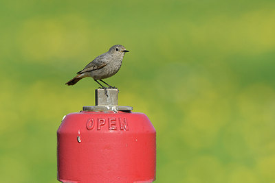BUITEN BEELD Foto: 292878