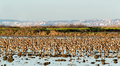 BUITEN BEELD Foto: 292883