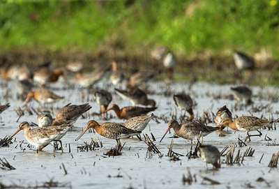 BUITEN BEELD Foto: 292890