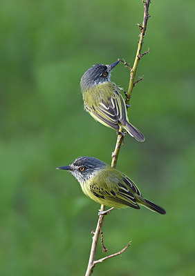 BUITEN BEELD Foto: 292912