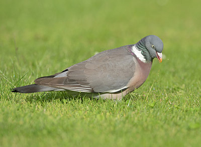 BUITEN BEELD Foto: 292921