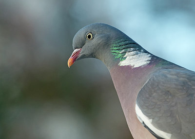 BUITEN BEELD Foto: 292923