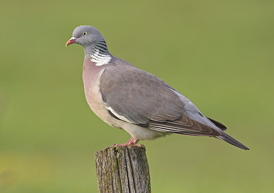 BUITEN BEELD Foto: 292924