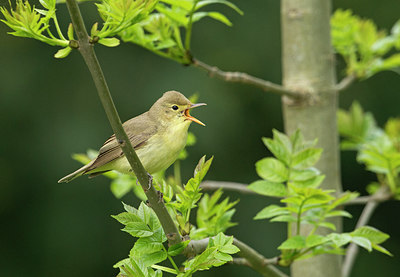 BUITEN BEELD Foto: 292936