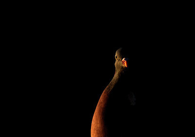 BUITEN BEELD Foto: 292942