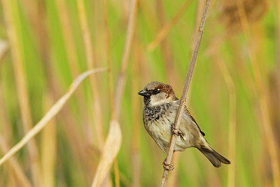 BUITEN BEELD Foto: 292960