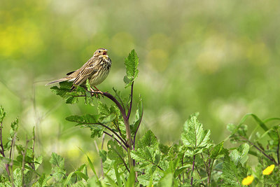 BUITEN BEELD Foto: 292961