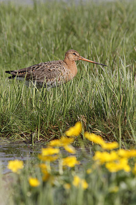 BUITEN BEELD Foto: 292970