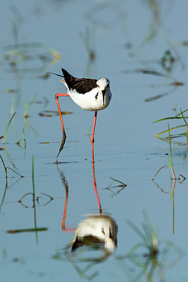 BUITEN BEELD Foto: 292980