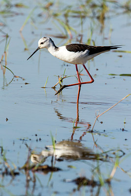 BUITEN BEELD Foto: 292981