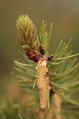 BUITEN BEELD Foto: 292996