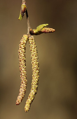 BUITEN BEELD Foto: 293003
