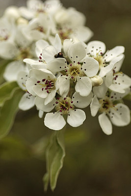 BUITEN BEELD Foto: 293014