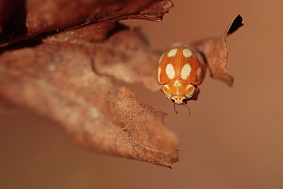 BUITEN BEELD Foto: 293035