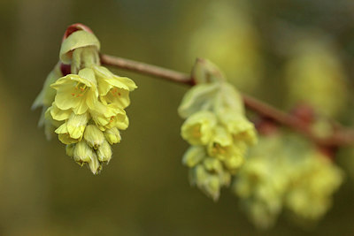 BUITEN BEELD Foto: 293037