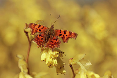 BUITEN BEELD Foto: 293038