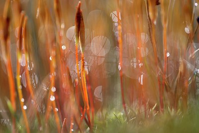 BUITEN BEELD Foto: 293053