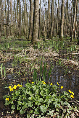 BUITEN BEELD Foto: 293055
