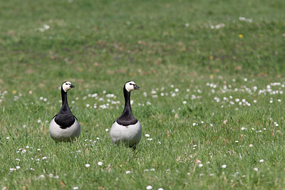 BUITEN BEELD Foto: 293069