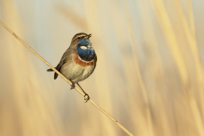 BUITEN BEELD Foto: 293078