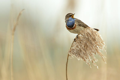 BUITEN BEELD Foto: 293087