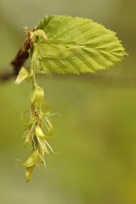 BUITEN BEELD Foto: 293098