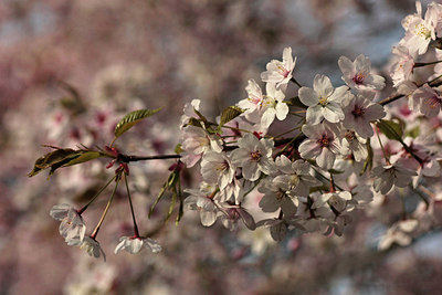 BUITEN BEELD Foto: 293113