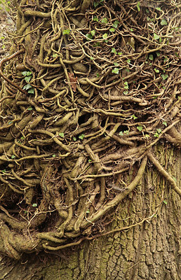 BUITEN BEELD Foto: 293130