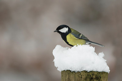 BUITEN BEELD Foto: 293143