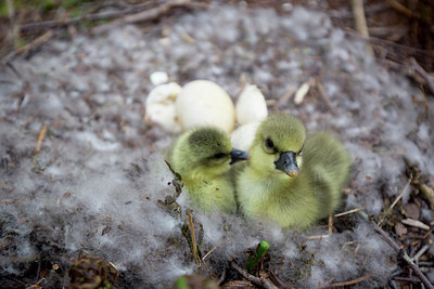 BUITEN BEELD Foto: 293158