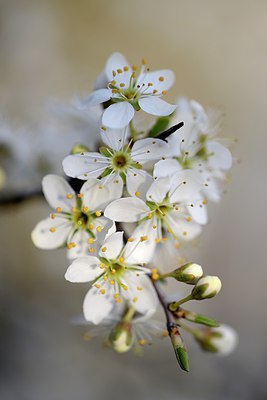 BUITEN BEELD Foto: 293168