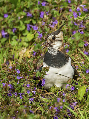 BUITEN BEELD Foto: 293180