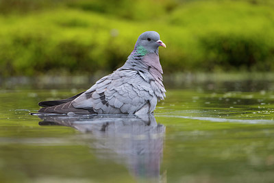 BUITEN BEELD Foto: 293190