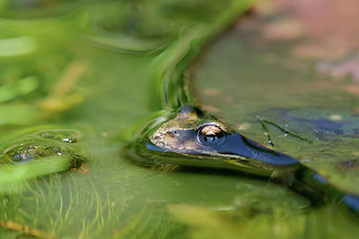 BUITEN BEELD Foto: 293191