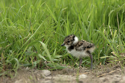 BUITEN BEELD Foto: 293219