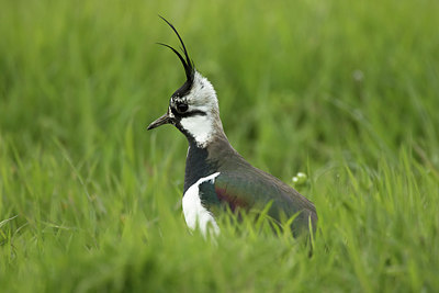 BUITEN BEELD Foto: 293221