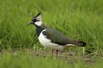 BUITEN BEELD Foto: 293223