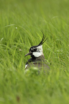 BUITEN BEELD Foto: 293224
