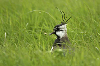 BUITEN BEELD Foto: 293226