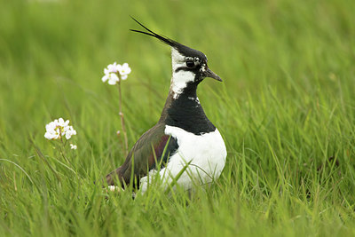 BUITEN BEELD Foto: 293227
