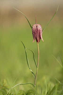 BUITEN BEELD Foto: 293228
