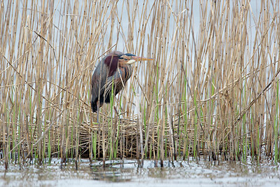 BUITEN BEELD Foto: 293241